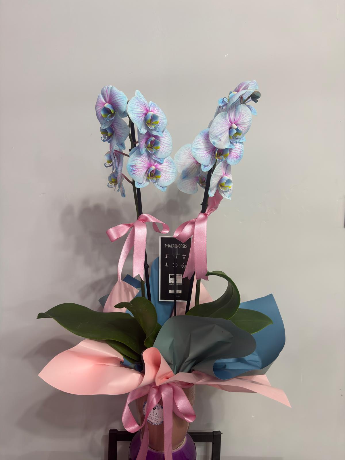 İthal Renkli Orkide 2