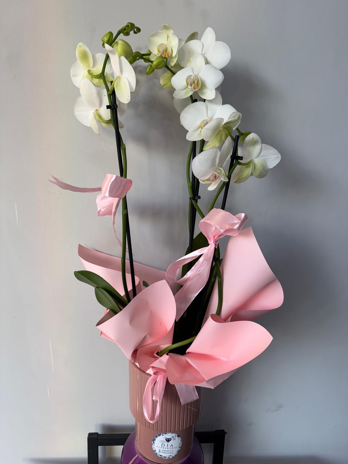 İthal Orkide 3