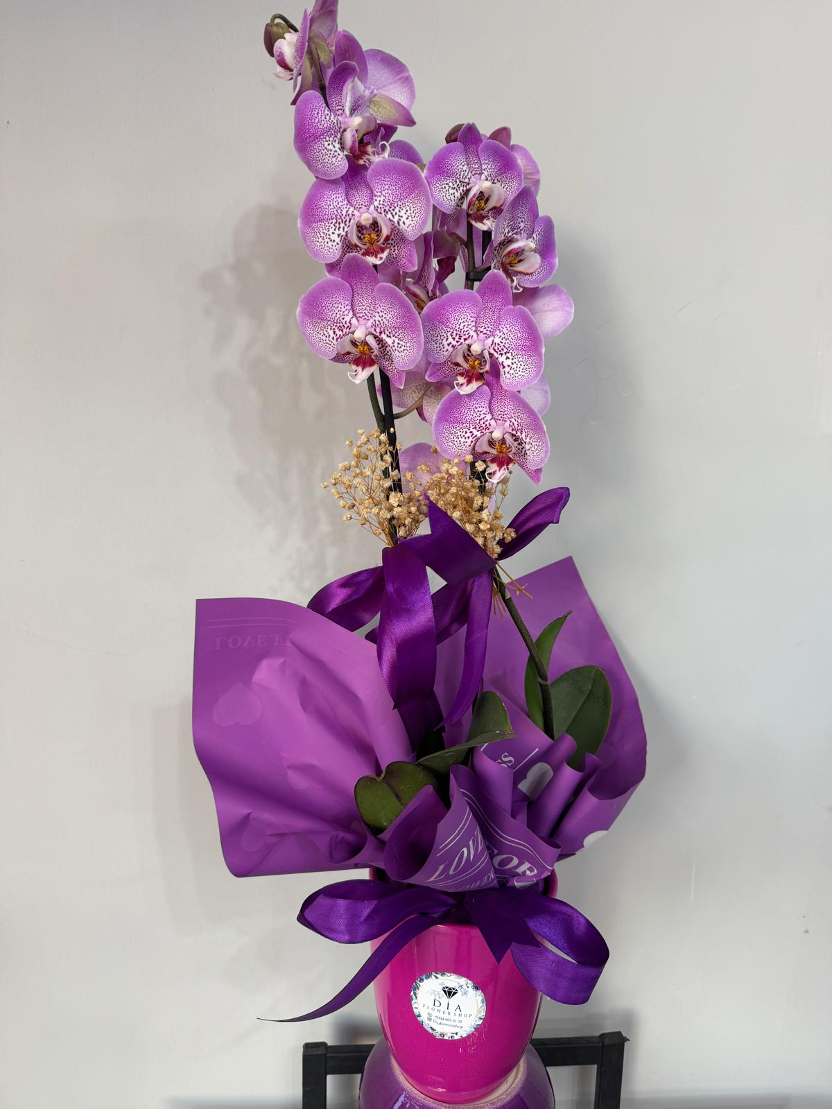 İthal Orkide 4