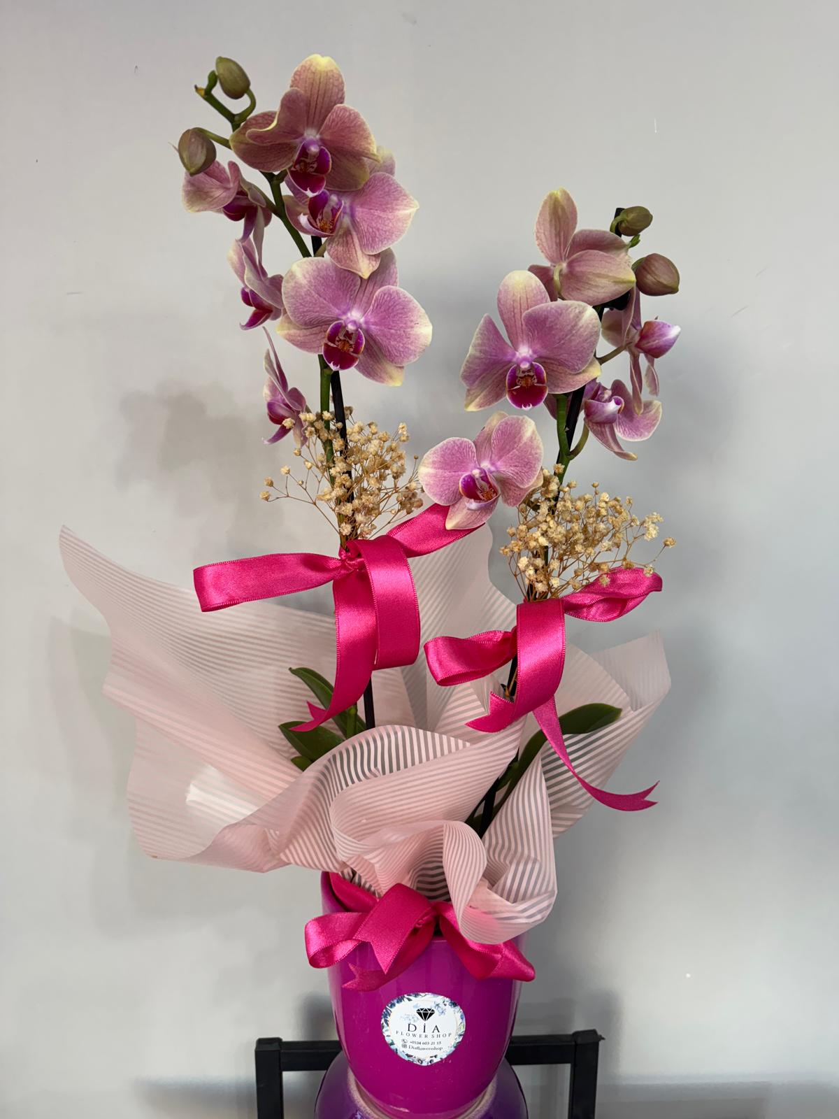 İthal Orkide 5